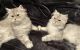 Persian Cats for sale in St. Petersburg, FL, USA. price: NA