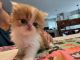 Persian Cats for sale in Clark County, WA, USA. price: $2,000