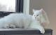 Persian Cats for sale in Oak Creek, WI 53154, USA. price: NA