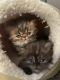 Persian Cats for sale in Penfield, NY 14526, USA. price: NA