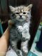 Persian Cats for sale in Sangli, Maharashtra, India. price: 8000 INR