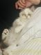 Persian Cats for sale in Norwalk, CT, USA. price: NA
