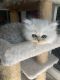 Persian Cats for sale in Williamsburg, VA, USA. price: $600