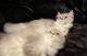 Persian Cats for sale in St. Petersburg, FL, USA. price: $10,000