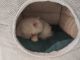 Persian Cats for sale in Ahmedabad, Gujarat, India. price: 10000 INR