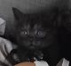 Persian Cats for sale in Seymour, CT, USA. price: NA