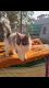 Persian Cats for sale in TOWER-M, BPTP PARK GRANDEURA, Sector 82, Faridabad, Haryana 121002, India. price: 8000 INR