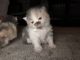 Persian Cats for sale in Joshua, TX, USA. price: NA
