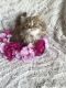 Persian Cats for sale in Corsicana, TX, USA. price: NA