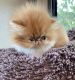 Persian Cats for sale in Winter Garden, FL 34787, USA. price: NA