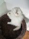 Persian Cats for sale in Newport, VT 05855, USA. price: $800