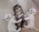 Persian Cats for sale in Bangalore East Railway Station, Bengaluru, Karnataka 560005. price: 8000 INR