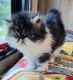 Persian Cats for sale in Winter Garden, FL 34787, USA. price: NA