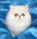 Persian Cats for sale in Niagara Falls, NY, USA. price: $2,500