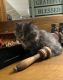 Persian Cats for sale in Hendersonville, TN, USA. price: $750