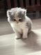 Persian Cats for sale in Telibagh, Lucknow, Uttar Pradesh, India. price: 10000 INR