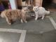 Persian Cats for sale in Bhopal, Madhya Pradesh, India. price: 8000 INR