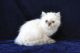 Persian Cats for sale in Fallbrook, CA 92028, USA. price: NA