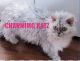 Persian Cats for sale in Warren, MI, USA. price: $900
