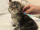 Persian Cats for sale in Running Springs, CA, USA. price: NA