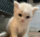 Persian Cats for sale in Philadelphia, PA 19152, USA. price: $600