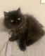 Persian Cats for sale in Fresno, CA, USA. price: $1,000