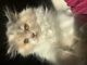 Persian Cats for sale in Asheboro, NC, USA. price: NA