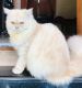 Persian Cats for sale in Thrissur, Kerala, India. price: 8000 INR
