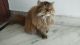 Persian Cats for sale in Haridwar, Uttarakhand, India. price: 10000 INR