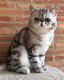 Persian Cats for sale in Philadelphia, PA, USA. price: $1,000