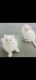 Persian Cats for sale in West Haven, CT 06516, USA. price: $1,400