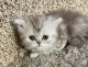 Persian Cats for sale in Murrieta, CA, USA. price: NA