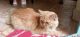 Persian Cats for sale in Kodinar, Gujarat, India. price: 10000 INR