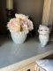 Persian Cats for sale in Moreno Valley, CA, USA. price: $900