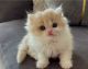 Persian Cats for sale in 411 29th St, Oakland, CA 94609, USA. price: NA