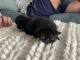 Persian Cats for sale in Massillon, OH, USA. price: NA