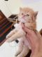 Persian Cats for sale in Bareilly, Uttar Pradesh, India. price: 8000 INR