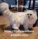 Persian Cats for sale in Council Bluffs, IA, USA. price: $400