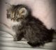 Persian Cats for sale in Soddy-Daisy, TN, USA. price: NA