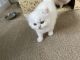 Persian Cats for sale in Dayton, OH, USA. price: $800