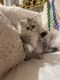 Persian Cats for sale in Arlington, TX, USA. price: $750