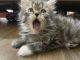 Persian Cats for sale in Sector 78, Noida, Uttar Pradesh, India. price: 6000 INR