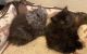 Persian Cats for sale in Henryetta, OK 74437, USA. price: $375