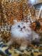 Persian Cats for sale in Springfield, MO, USA. price: $900