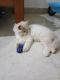 Persian Cats for sale in Thenhipalam, Kerala, India. price: 3000 INR