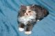 Persian Cats for sale in Augusta, GA, USA. price: NA