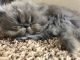 Persian Cats for sale in Kingsburg, CA 93631, USA. price: NA