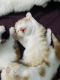 Persian Cats for sale in Lucknow, Uttar Pradesh, India. price: 10000 INR