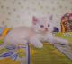 Persian Cats for sale in Prayagraj, Uttar Pradesh, India. price: 8000 INR