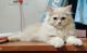 Persian Cats for sale in Mogappair, Chennai, Tamil Nadu, India. price: 10000 INR